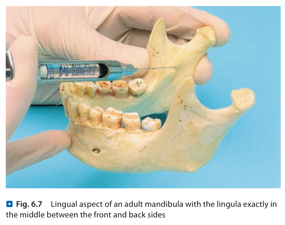 Mandible