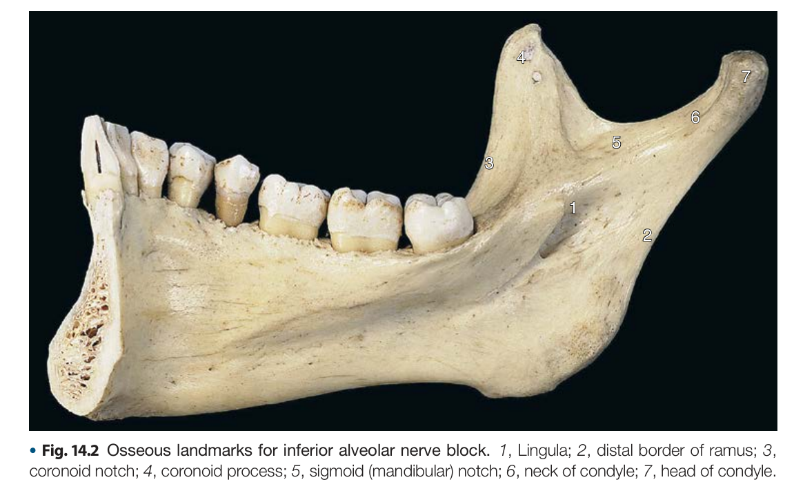 Mandible